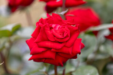 イングリットバーグマン