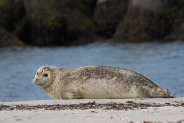 harbor seal resting on the beach