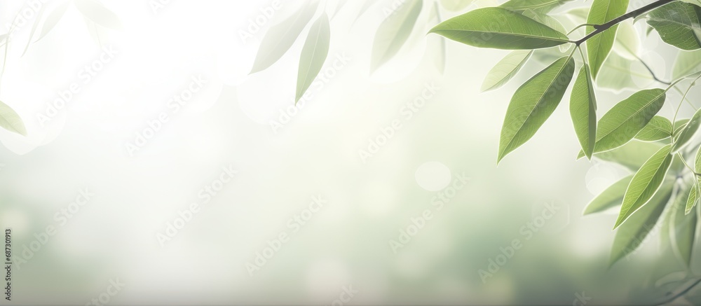 Poster Blurred background with bokeh natural leaves on white wall Shadow effect for foliage banner layout Copy space image Place for adding text or design