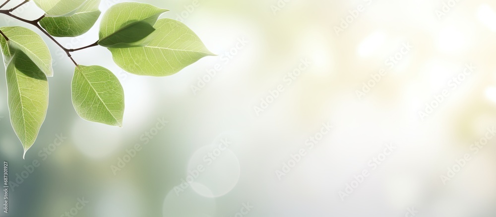 Poster Blurred background with bokeh natural leaves on white wall Shadow effect for foliage banner layout Copy space image Place for adding text or design
