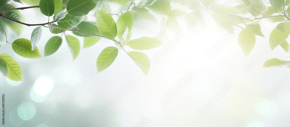 Aufkleber Blurred background with bokeh natural leaves on white wall Shadow effect for foliage banner layout Copy space image Place for adding text or design