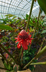 Fototapeta premium Plants and flowers in the greenhouses of Auteuil botanical garden