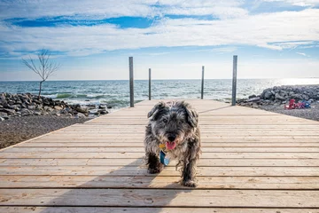 Zelfklevend Fotobehang Toronto cute older small dog walks toward camera on a dock attached to a victorian lifeguard station shot in toronto beach neighbourhood
