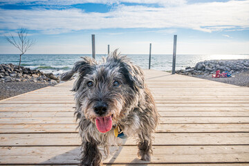 cute older small dog walks toward camera on a dock attached to a victorian lifeguard station shot in toronto beach neighbourhood