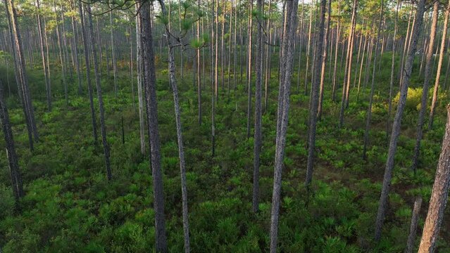 sunrise aerial view of Florida forest with pine trees and palmetto - Apalachicola National Forest