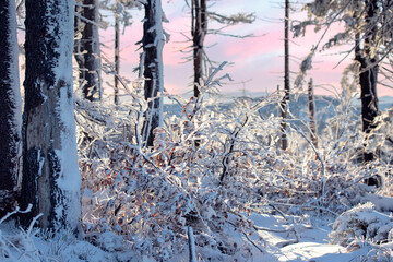 Krajobraz zimowy w górach, białe zaśnieżone drzewa i fioletowe niebo (Winter landscape in the...