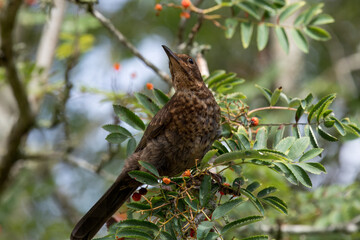 Portrait of a young blackbird (turdus merula) perching in a Rowan tree