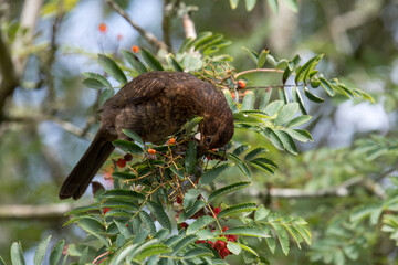 Portrait of a young blackbird (turdus merula eating Rowan berries