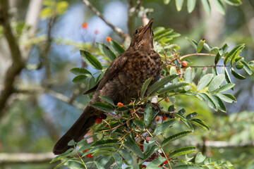 Portrait of a young blackbird (turdus merula) perching in a Rowan tree