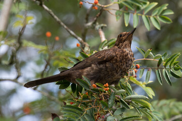 Portrait of a young blackbird (turdus merula) perching in a Rowan tree