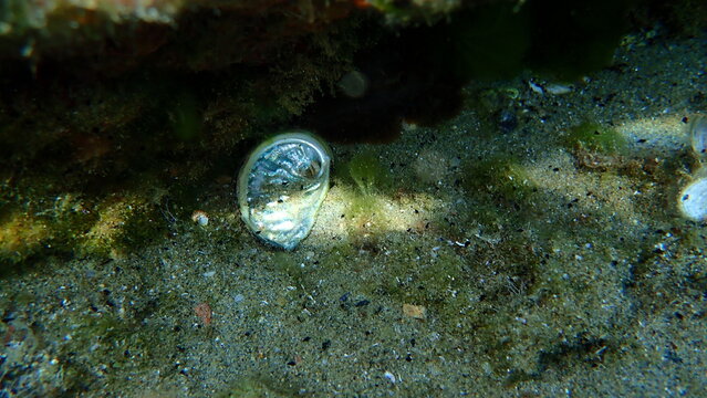 Seashell of Green ormer or Ear shell (Haliotis tuberculata) on sea bottom, Aegean Sea, Greece, Halkidiki
