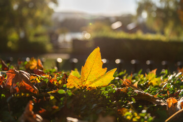 Obraz premium Red and yellow leaves in sunny autumn day.