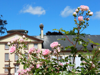 Blossoming rose bush - Orangerie Gardens - Strasbourg - 687317985