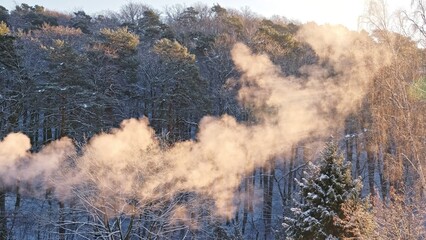Golden Hour Cold Morning Winter Forest Landscape with White Smoke Floating in the Air