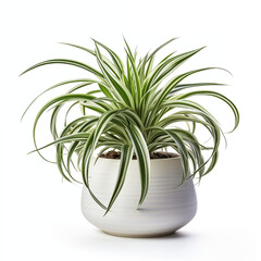 Plants in ceramic pots on white background, AI generation
