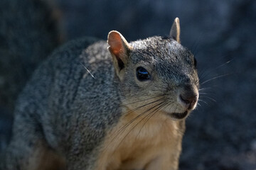 squirrel in the park