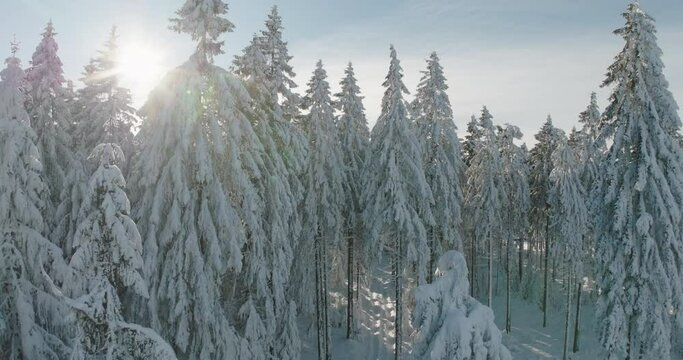 Aerial Forward Idyllic View Of Frozen Trees In Forest Against Sky - Oberhof, Germany