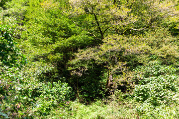 travel to Georgia - lush green foliage of trees in subtropical mountain forest in Mirveti village...