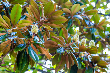 travel to Georgia - leaves and green magnolia fruits on autumn day in Batumi