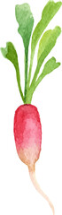 Watercolor painted radish. Hand drawn fresh food design element isolated on white background.