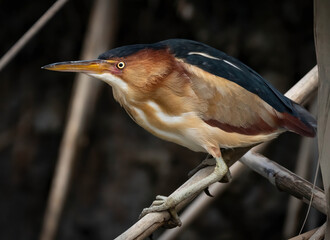 Bittern