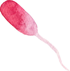 Watercolor painted radish. Hand drawn fresh food design element isolated on white background.