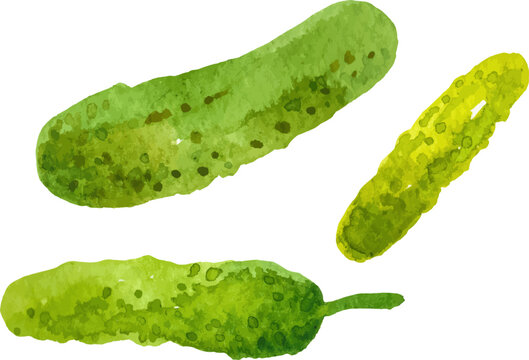 Watercolor painted cucumber. Hand drawn fresh food design element isolated on white background.