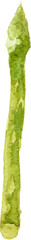 Watercolor painted asparagus. Hand drawn fresh food design element isolated on white background.