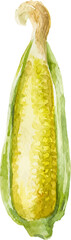 Watercolor painted corn. Hand drawn fresh food design element isolated on white background.