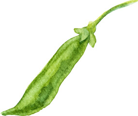 Watercolor painted peas. Hand drawn fresh food design element isolated on white background.