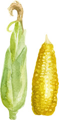 Watercolor painted corn. Hand drawn fresh food design element isolated on white background.