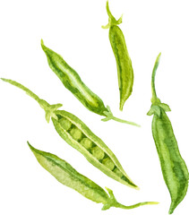 Watercolor painted peas. Hand drawn fresh food design element isolated on white background.