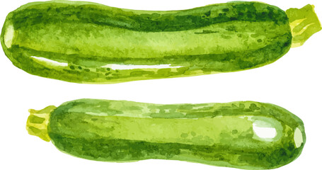 Watercolor painted zucchini. Hand drawn fresh food design element isolated on white background.