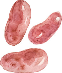 Watercolor painted potato. Hand drawn fresh food design element isolated on white background.