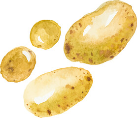 Watercolor painted potato. Hand drawn fresh food design element isolated on white background.