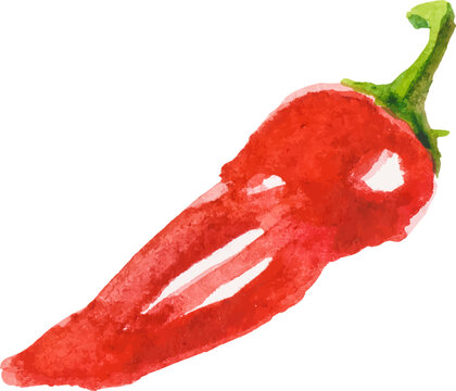 Watercolor painted chili pepper. Hand drawn fresh food design element isolated on white background.