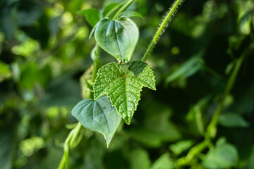 close up of Sicyos angulatus (bur cucumber) leaves with blurred green background.