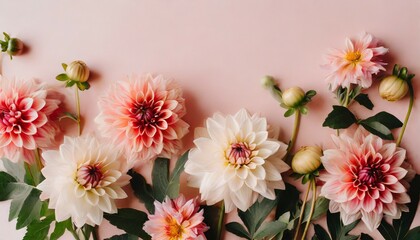 beautiful dahlia flowers on side of pastel pink background