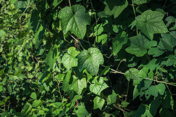 close up of Sicyos angulatus (bur cucumber) leaves with blurred green background.