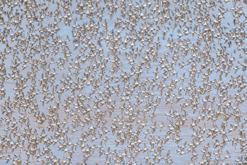 Large flock of semipalmated sandpipers flying