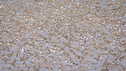 Large flock of semipalmated sandpipers flying