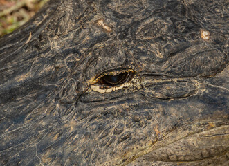 Centered Alligator Eye With Skin Texture All Around