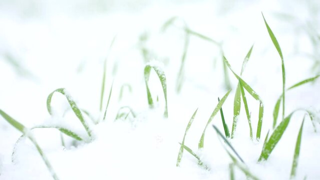 The green grass of creeping wheatgrass in the snow sways in the wind. Macro photography of a city lawn after freshly fallen snow.