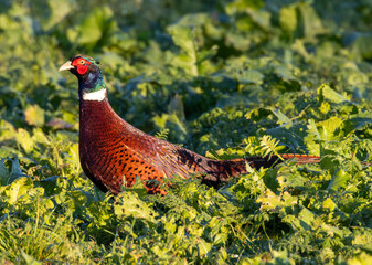 male cock pheasant strutting in the field