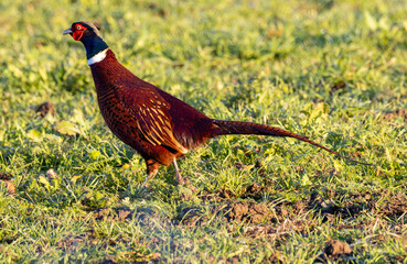 pheasant male in the grass