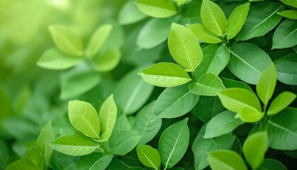 Fototapeta na wymiar green leaves pattern background natural background and wallpaper nature of green leaf in garden at summer natural green leaves plants using as spring background vertical selective focus