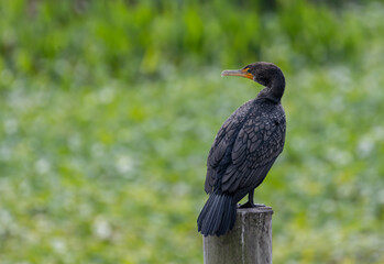 Obraz premium Double-crested Cormorant Sits On Pylon Looking Left Toward Copy Space