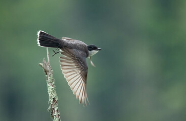 Kingbird in Flight
