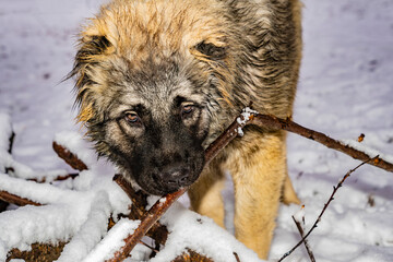 Winter snow. Caucasian Shepherd, puppy 5 months old.