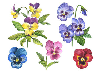 Watercolor pansy set, hand drawn illustration of spring flowers, colorful floral elements isolated on a white background.